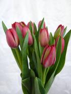 ���塼��åס��֡�