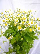 �ޥȥꥫ�ꥢ�����󥰥�ڥ���