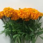 �ޥ꡼������ɡ������