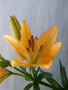 Ʃ������ꡦLA��ꡡ����󥸷ϡ��������ȥ�˥ƥ�