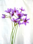 ��塼������͡�����