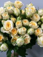 SP�Х顡���ϡ�����