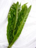 ���˥勵��