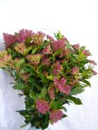 �ȥ��塞�ޥ���