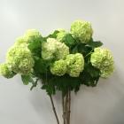 ���Ρ��ܡ���