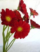 �����٥��ࡡ��