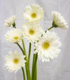 �����٥顡����ʼ浪�ޤ���