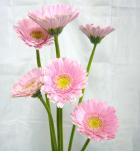 �����٥��ࡡ�ԥ󥯷Ϥ��ޤ�����