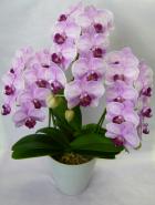 ��ĳ���ʥߥǥ��ϡˡ��ԥ�