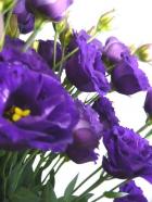 ���ޤ������ȥ륳�����祦ǻ������Ȭ�š�