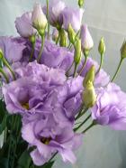 ���ޤ������ȥ륳�����祦�����Ȭ�š�