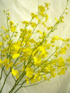 ���󥷥��塼�ࡡ�ϥˡ����󥸥���