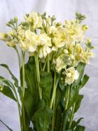 ���ץ졼���ȥå����������꡼���