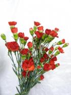 SP�����͡�������֡ʤ��ޤ����� ������