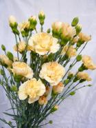 SP�����͡������������� ������