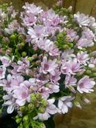 �����ͥꥢ���ԥ󥯷�