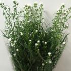 �����㥯������