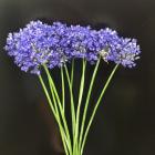 �������ѥե塼�०�����֤��֥롼�ѥե塼��