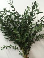 �桼���ꡡ�ѥ�ӥե��ꥢ