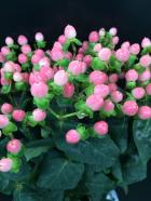 ����������,�衼�����ԥ󥯷�