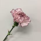 �����͡�����󡡥ޥ�ݥ�