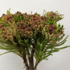 ���ȥ��٥꡼