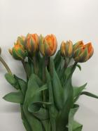 ���塼��åס�Ȭ�š������