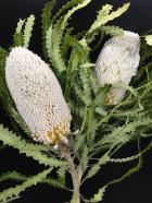 �Х󥯥������ץꥪ�Υƥ�