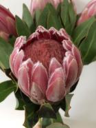 �ץ��ƥ��������˥Х�