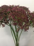 �졼���ե������������ܥ�ɡ�