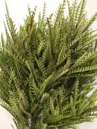 ����ӥ쥢������������ۡ�