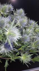 ����󥸥塼�ࡡ���ˡ���