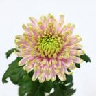 �������Υ������å�