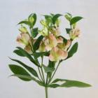 �֥饤���ᥤ�������ط�