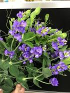 �������ȥԡ����֥롼�ե쥰���