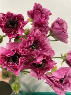 ��ʥ󥭥�饹   �������åȡʥ�å�����