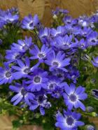 �����ͥꥢ���ķ�