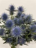 ����󥸥塼�ࡡ�ޥ��͡�����