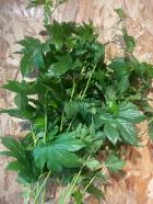 �����������٥ӡ��ϥ�