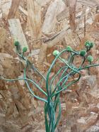 ���ꥢ�ࡡ���꡼��٥꡼