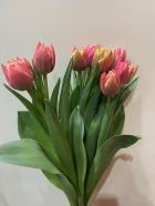 ���塼��åס�Ȭ�š�������֥�