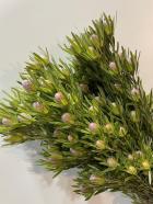 塼ǥɥ󡡥饤॰꡼